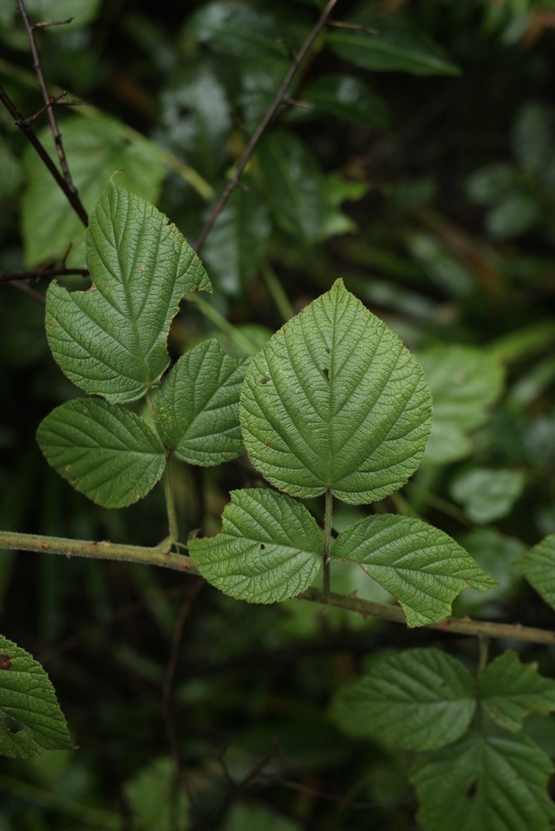 Rubus innominatus photo 7