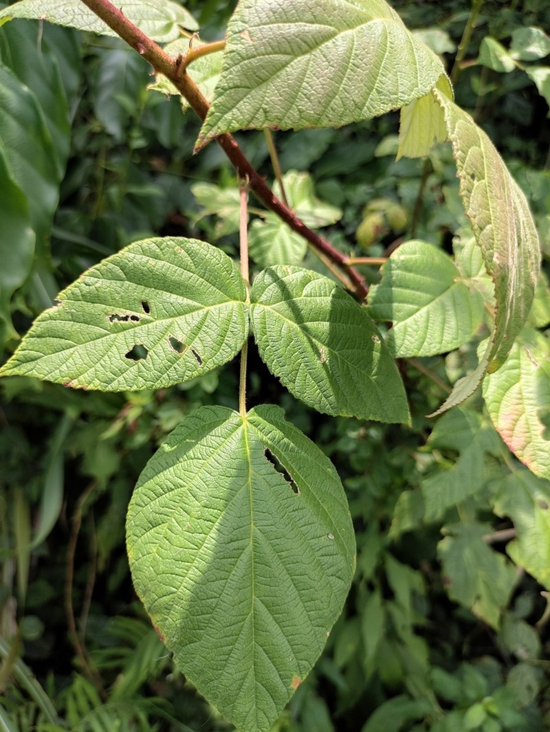 Rubus innominatus photo 8