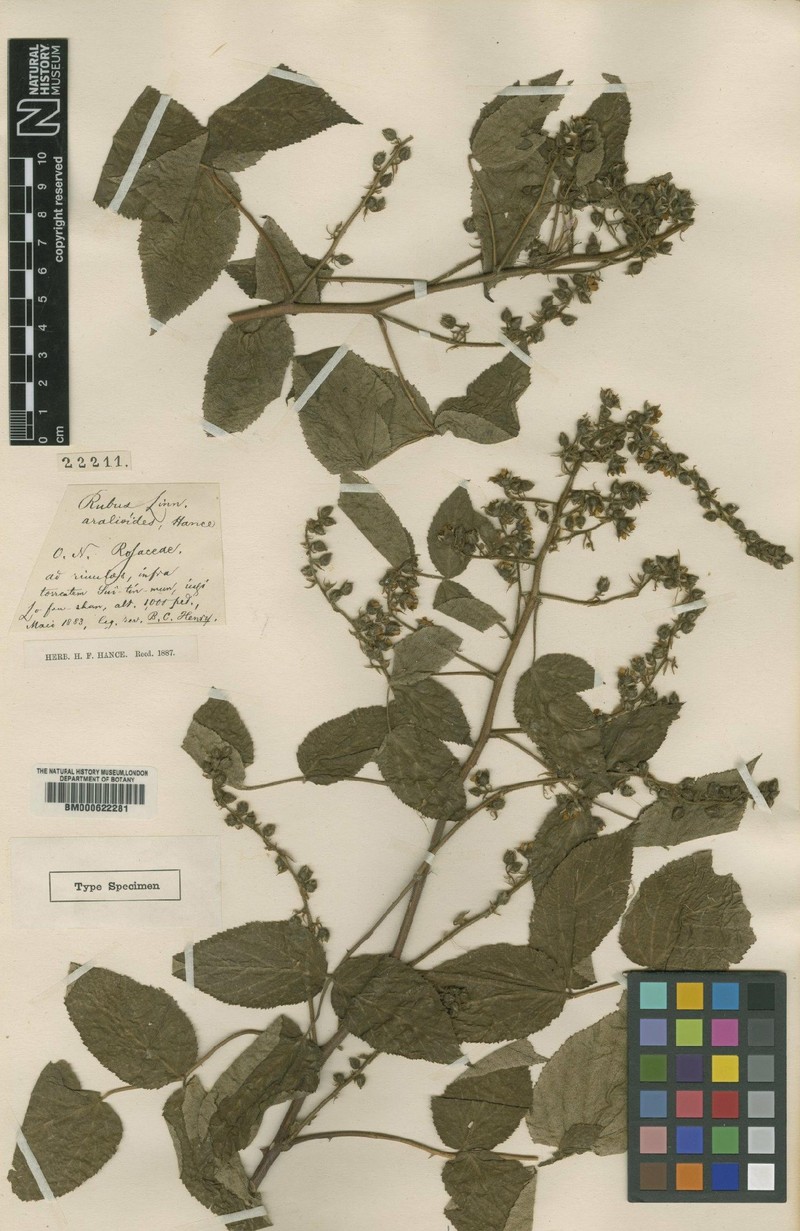 Rubus innominatus var. aralioides