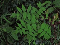 Rubus inopertus
