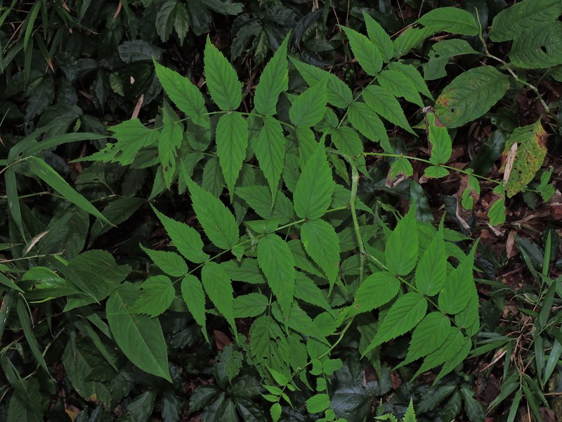 Rubus inopertus