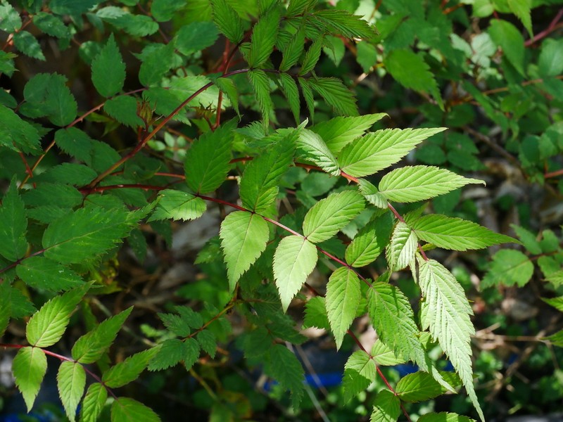 Rubus inopertus photo 2