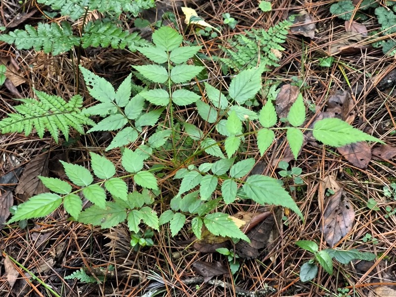 Rubus inopertus photo 3