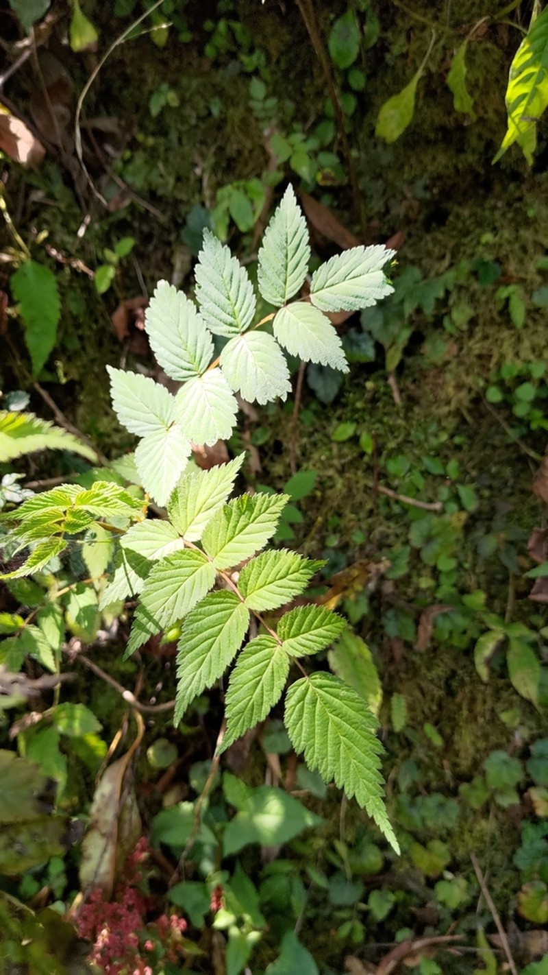 Rubus inopertus photo 4