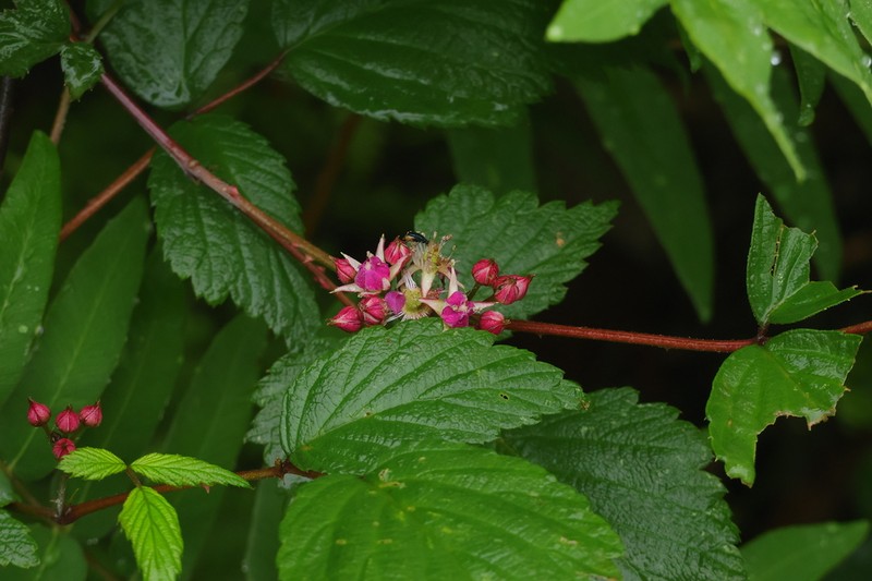Rubus inopertus photo 5