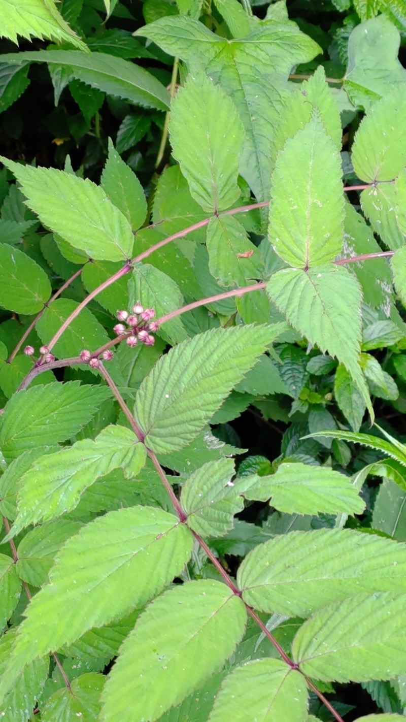 Rubus inopertus photo 6