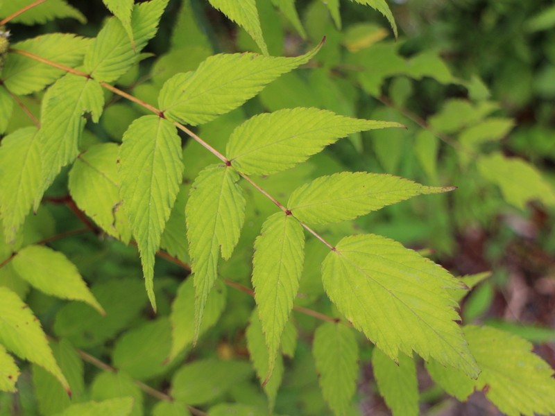 Rubus inopertus photo 7