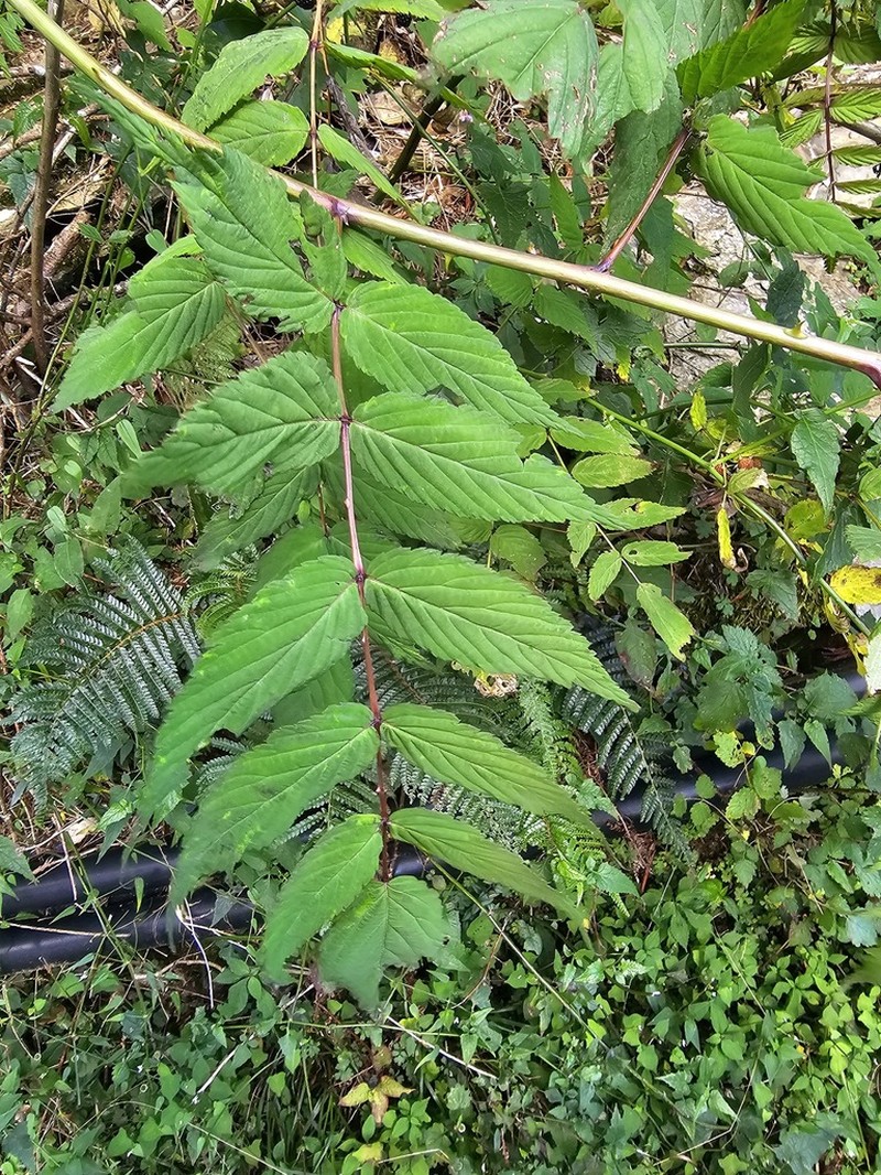 Rubus inopertus photo 8