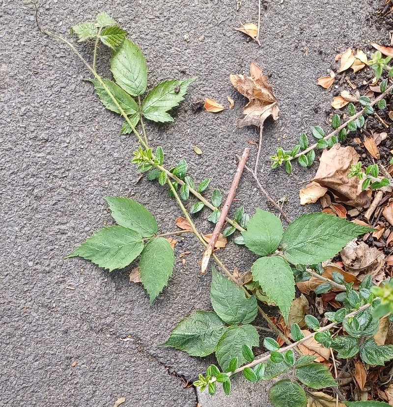 Rubus insectifolius