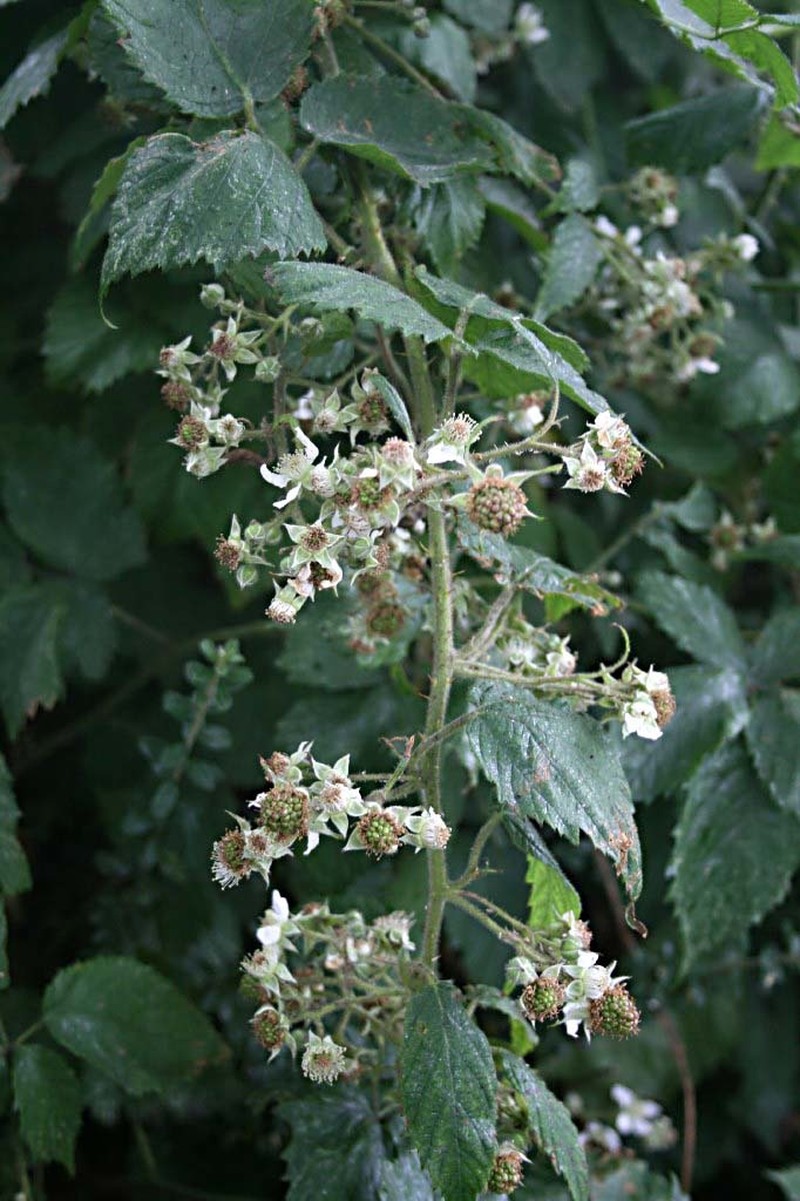 Rubus insectifolius photo 3