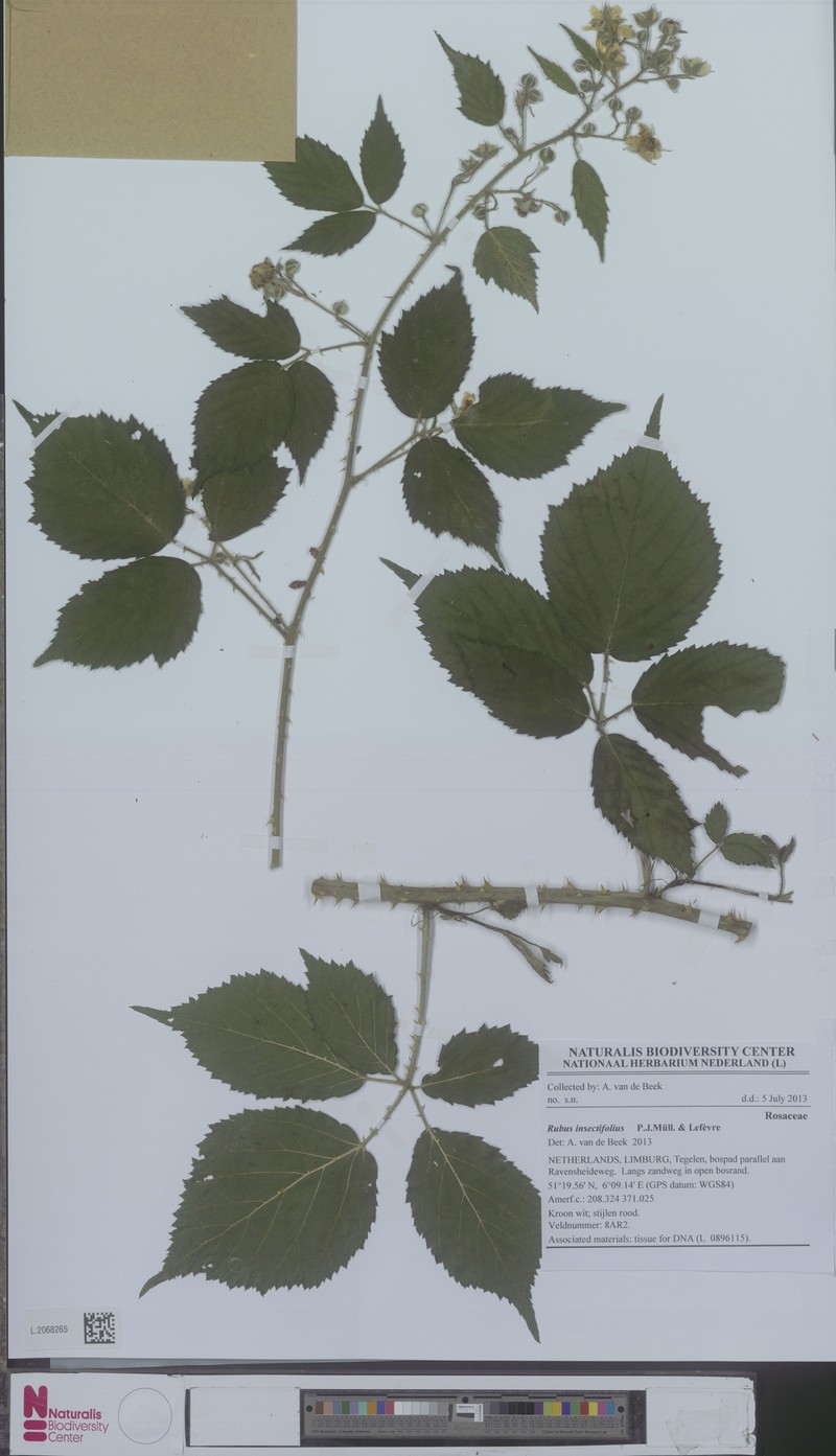 Rubus insectifolius photo 4
