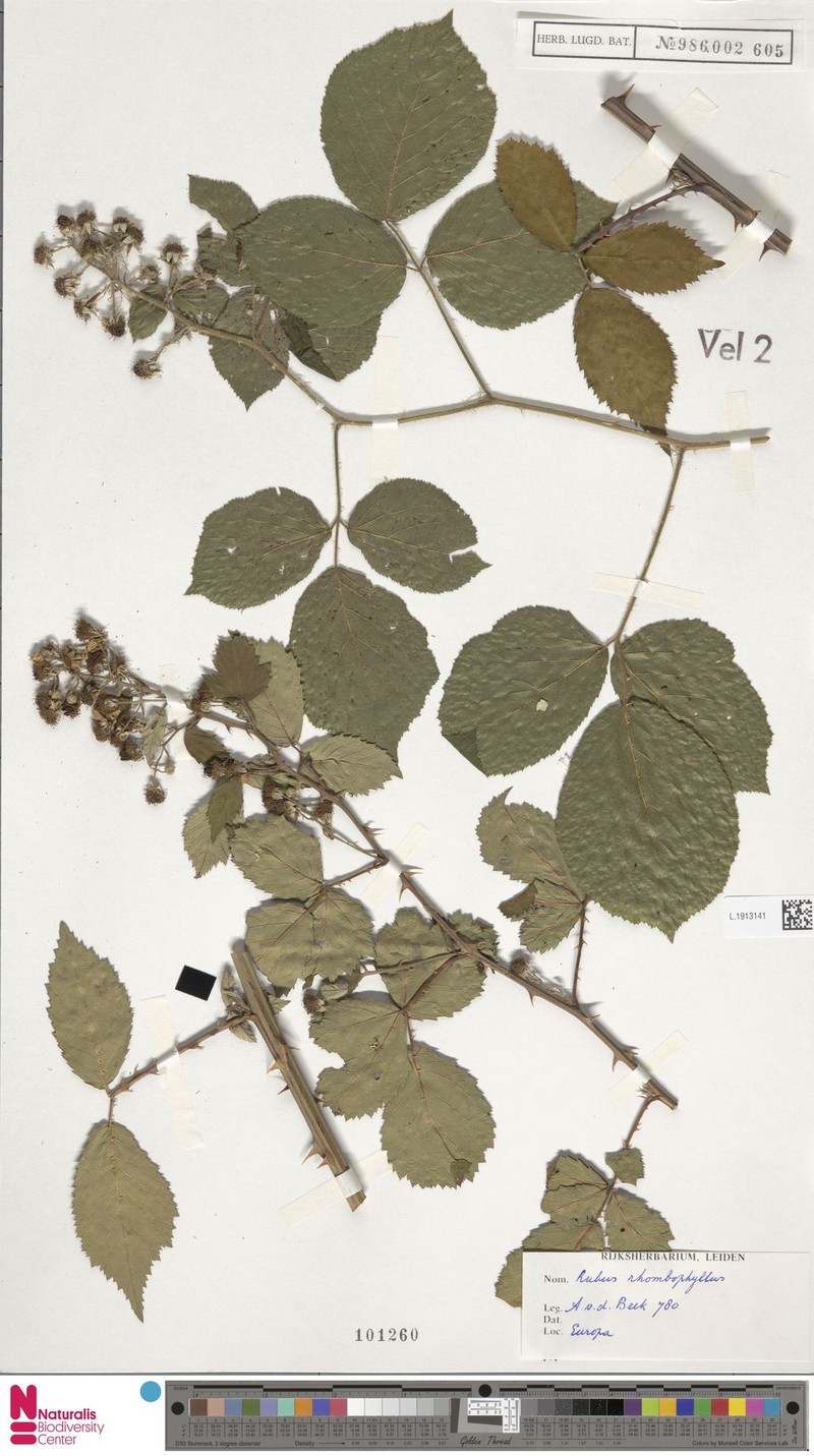 Rubus insericatus