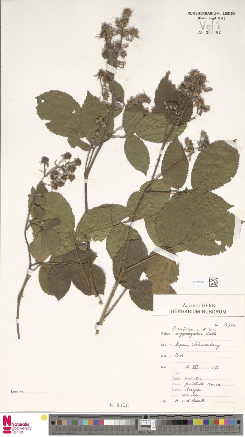 Rubus insericatus photo 2
