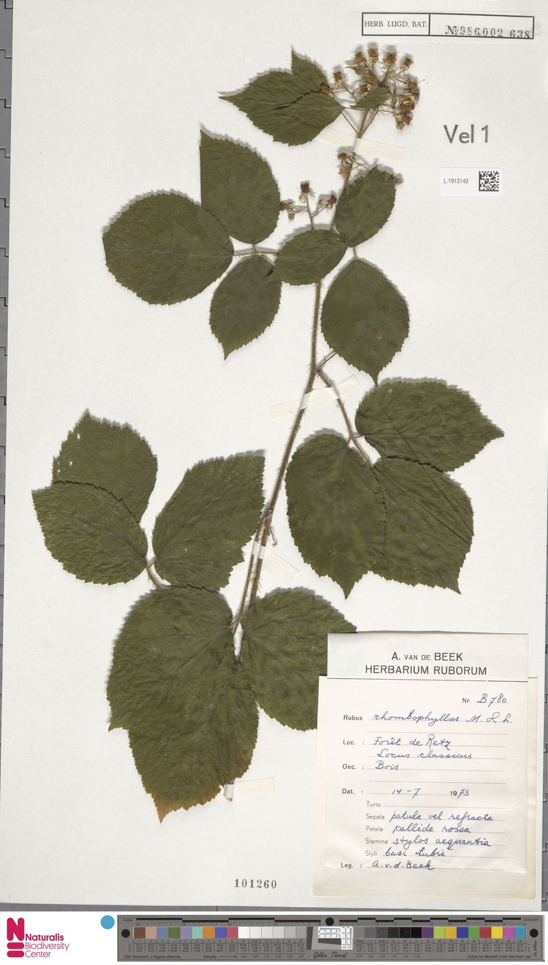 Rubus insericatus photo 3