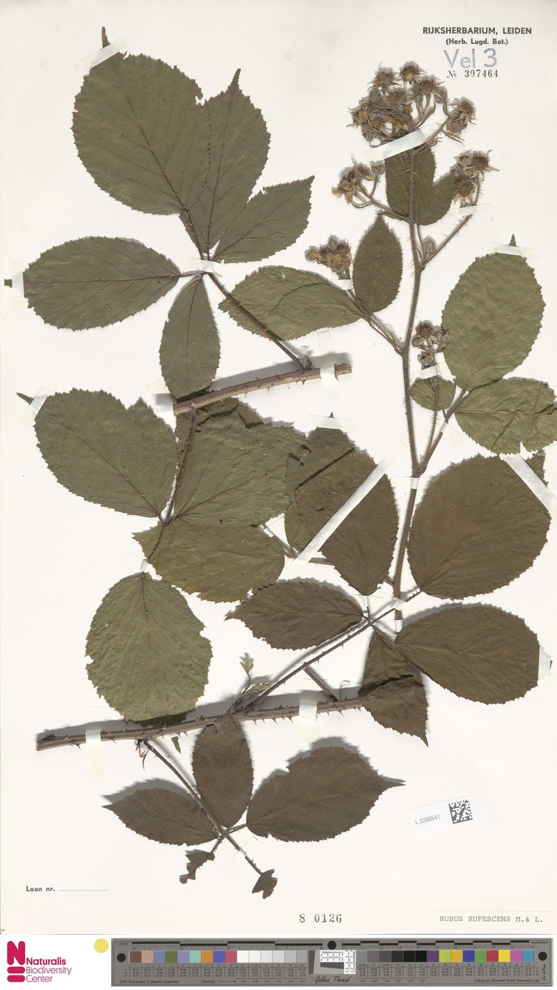 Rubus insericatus photo 4