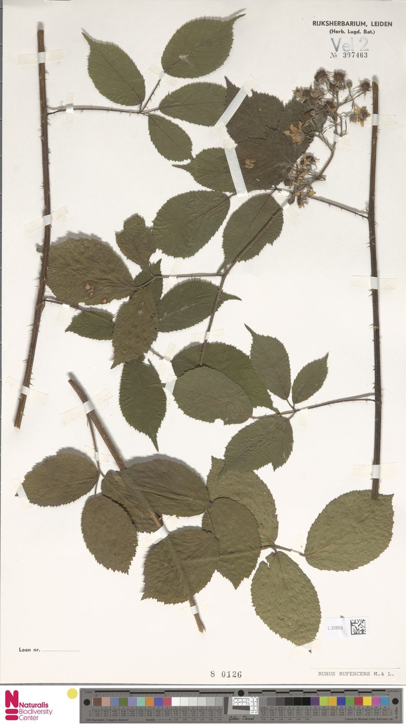 Rubus insericatus photo 5