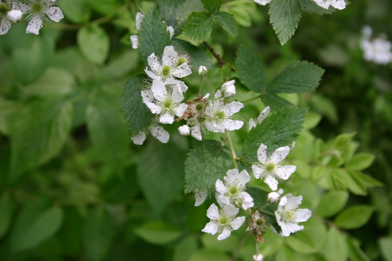 Island Blackberry