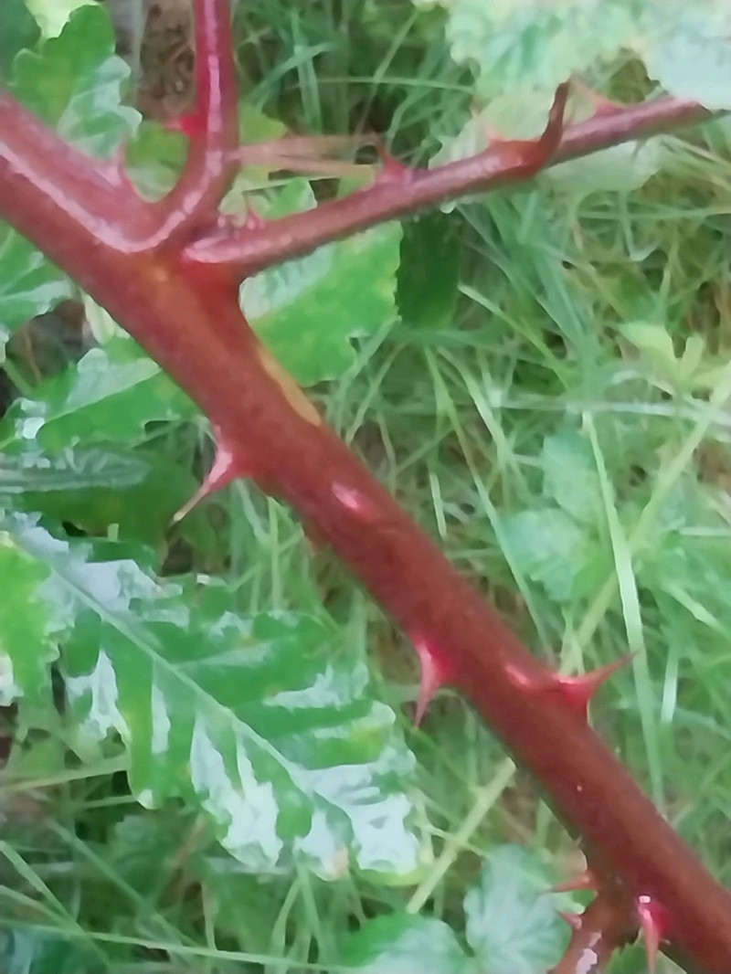 Rubus insularis