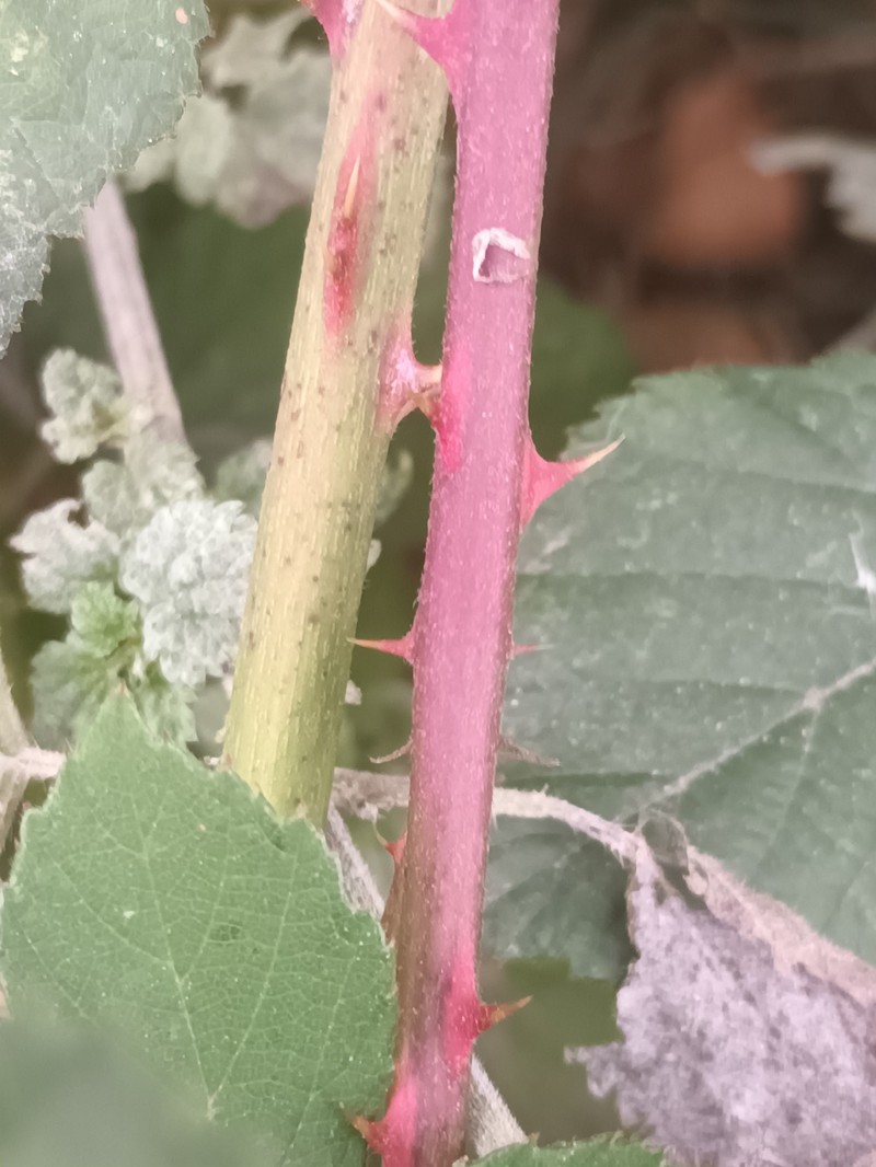 Rubus insularis photo 2