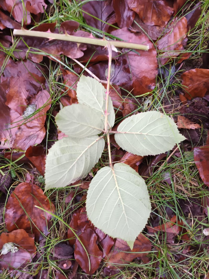 Rubus insularis photo 3