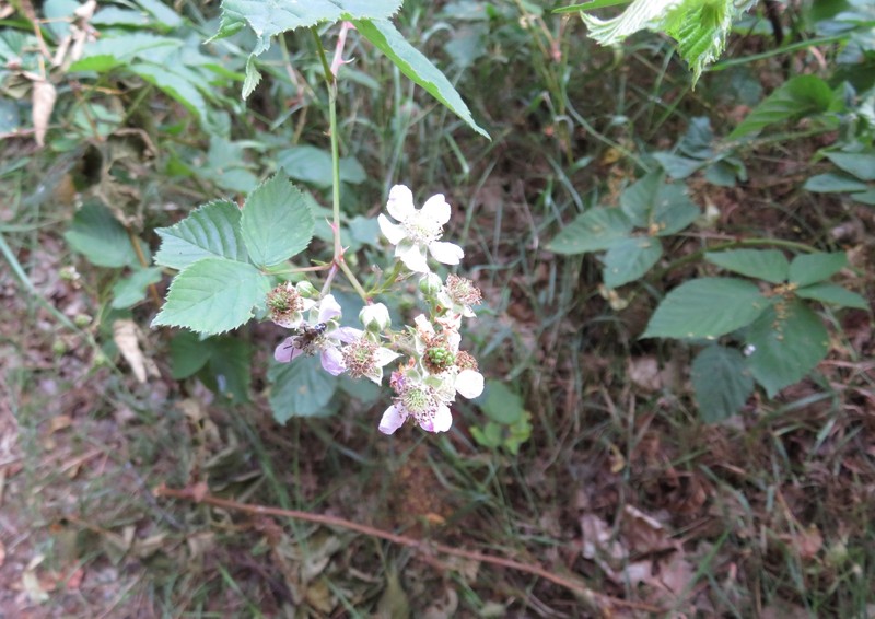 Rubus insularis photo 4