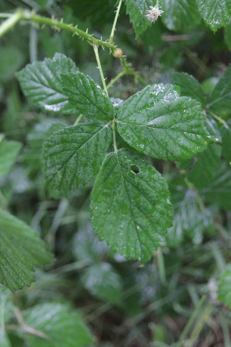 Rubus integribasis