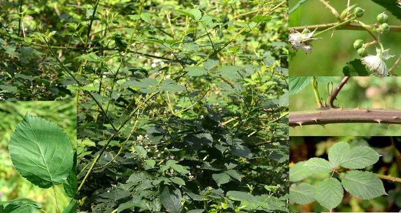 Rubus integribasis photo 2