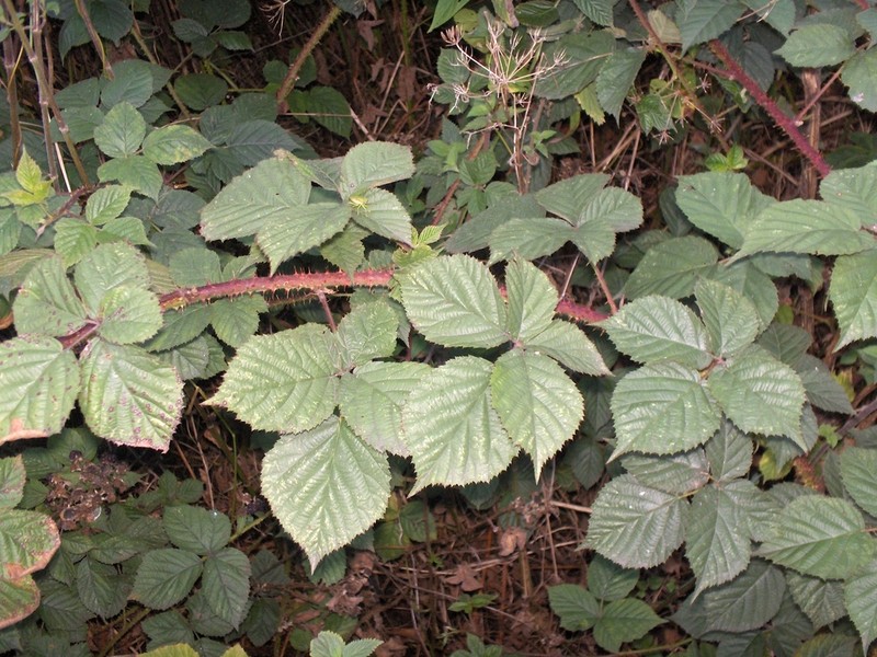 Rubus intensior photo 2