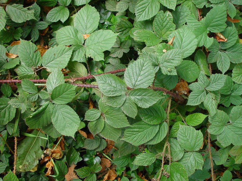 Rubus intensior photo 3