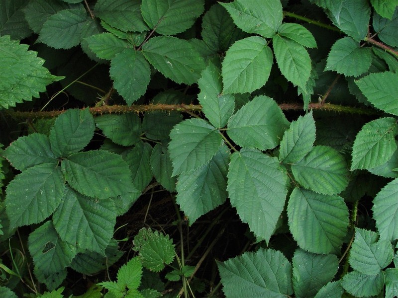 Rubus intensior photo 4