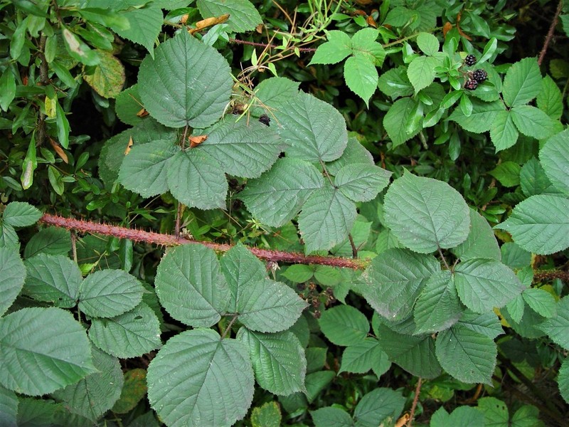 Rubus intensior photo 5