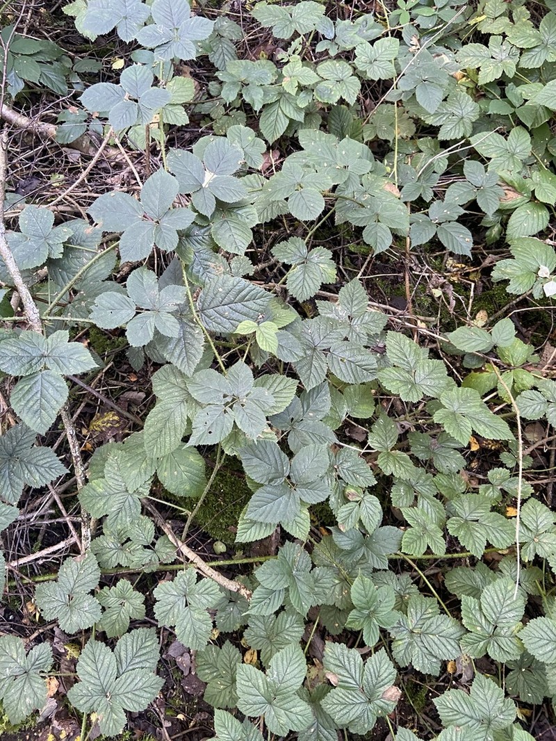 Rubus intensior photo 6