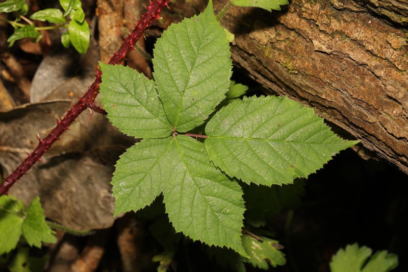Rubus intensior photo 7