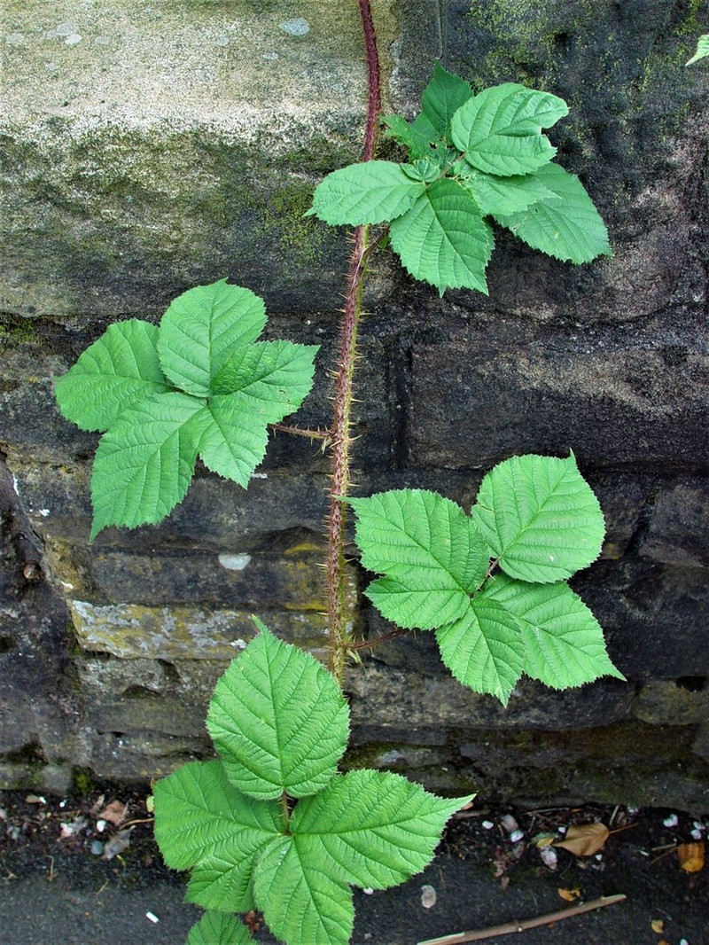 Rubus intensior photo 8