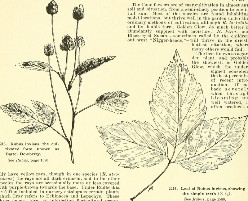Upland Dewberry