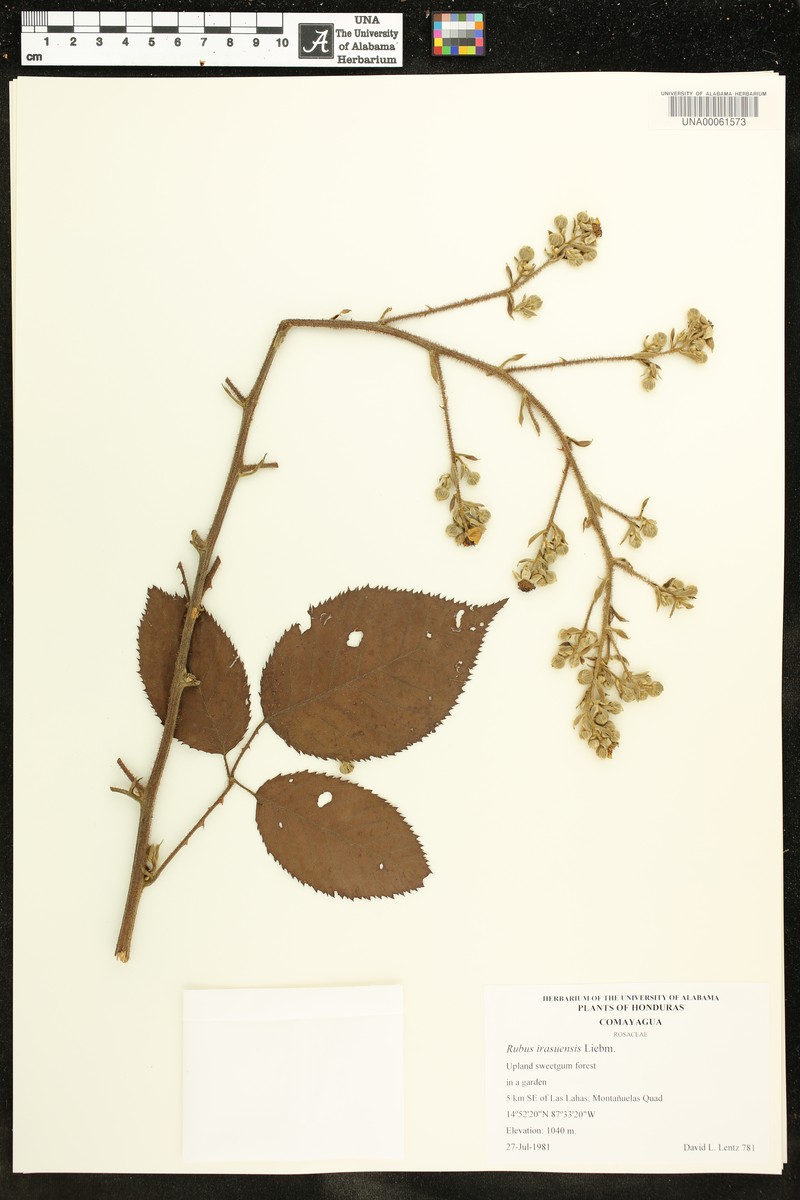 Rubus irasuensis photo 2