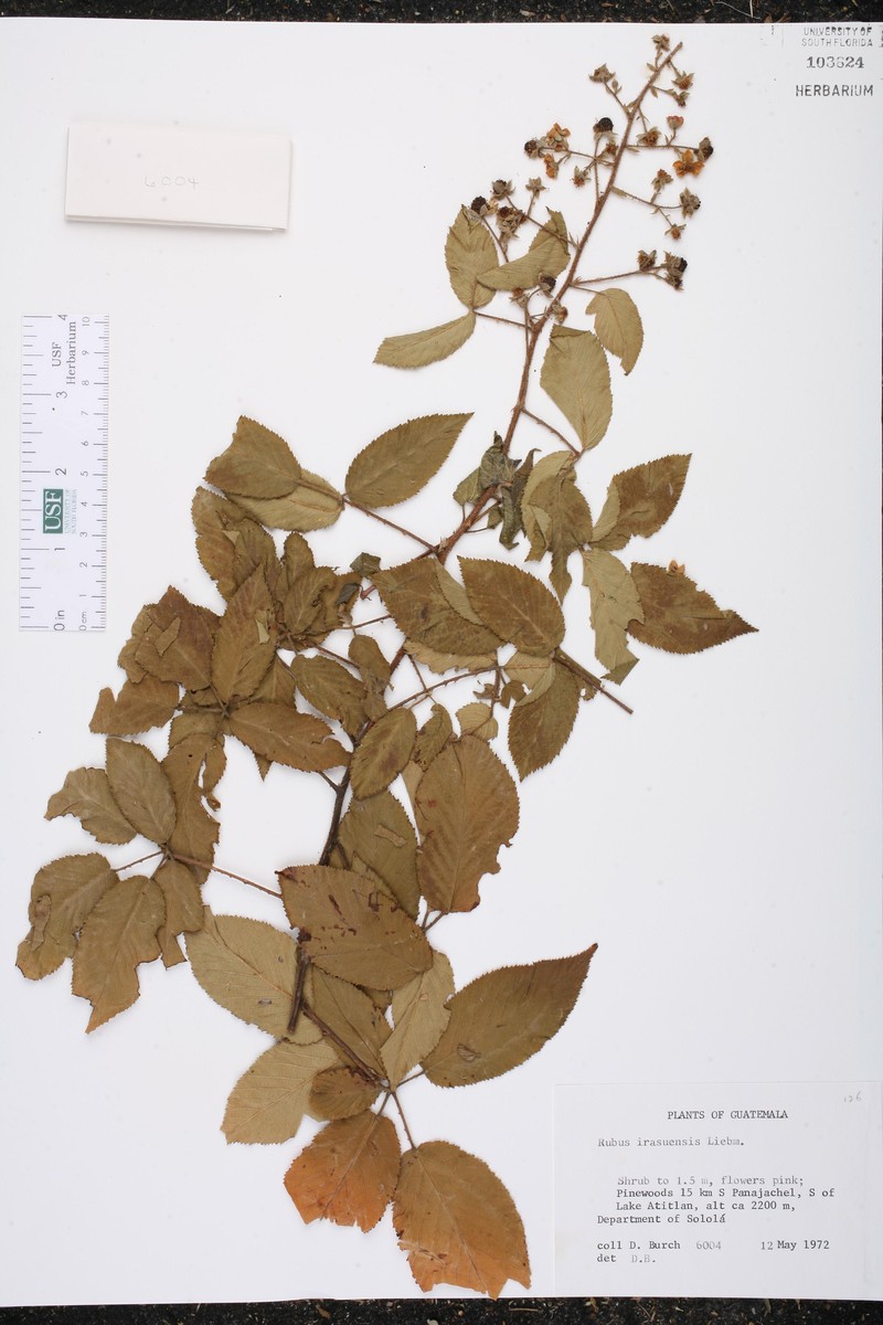 Rubus irasuensis photo 3