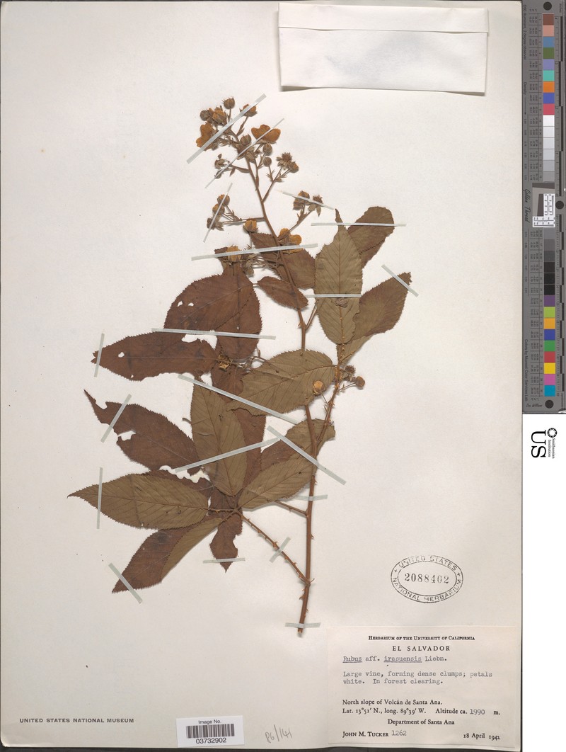 Rubus irasuensis photo 4