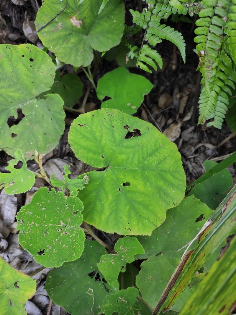 Rubus irenaeus