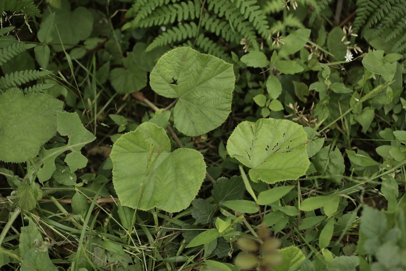 Rubus irenaeus photo 2
