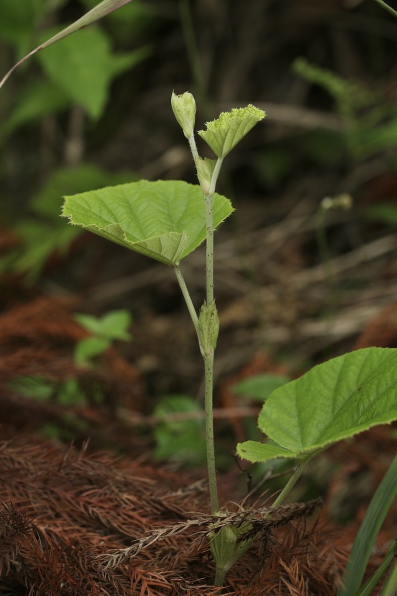 Rubus irenaeus photo 3