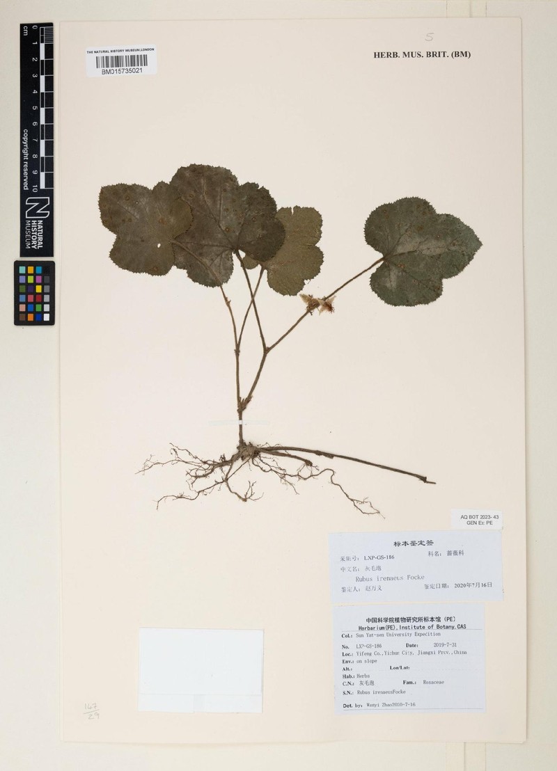 Rubus irenaeus photo 4