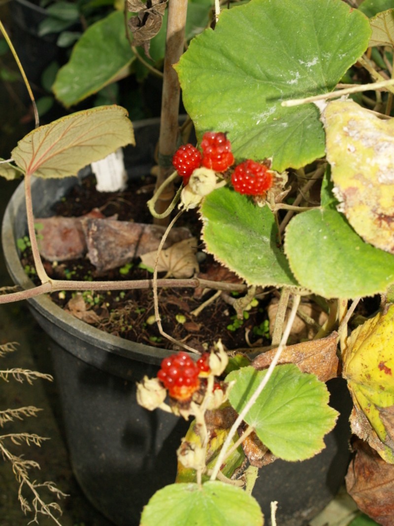 Rubus irenaeus photo 5