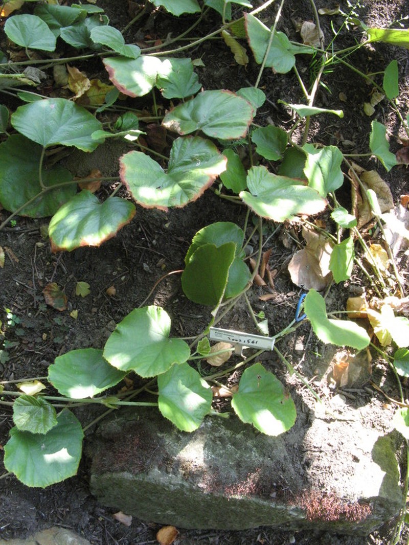 Rubus irenaeus photo 6