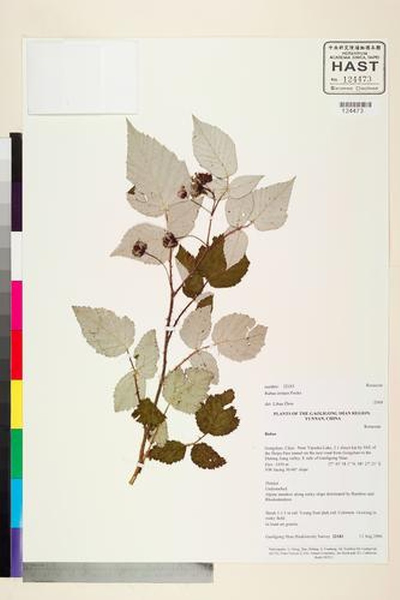 Rubus irritans