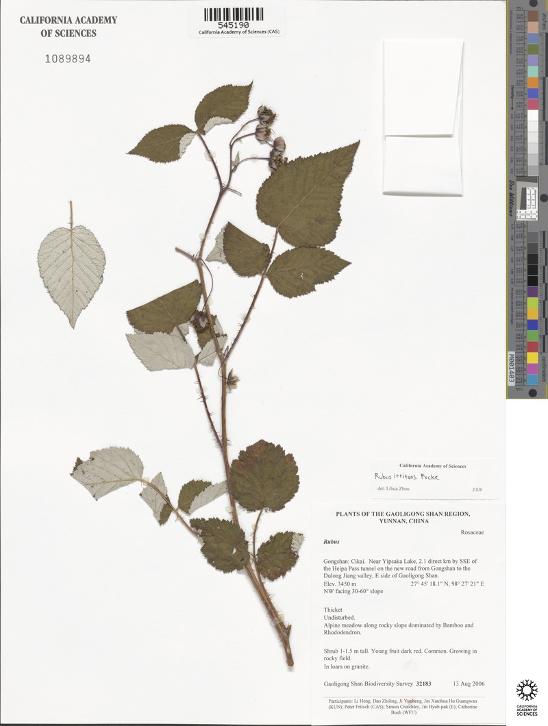 Rubus irritans photo 2