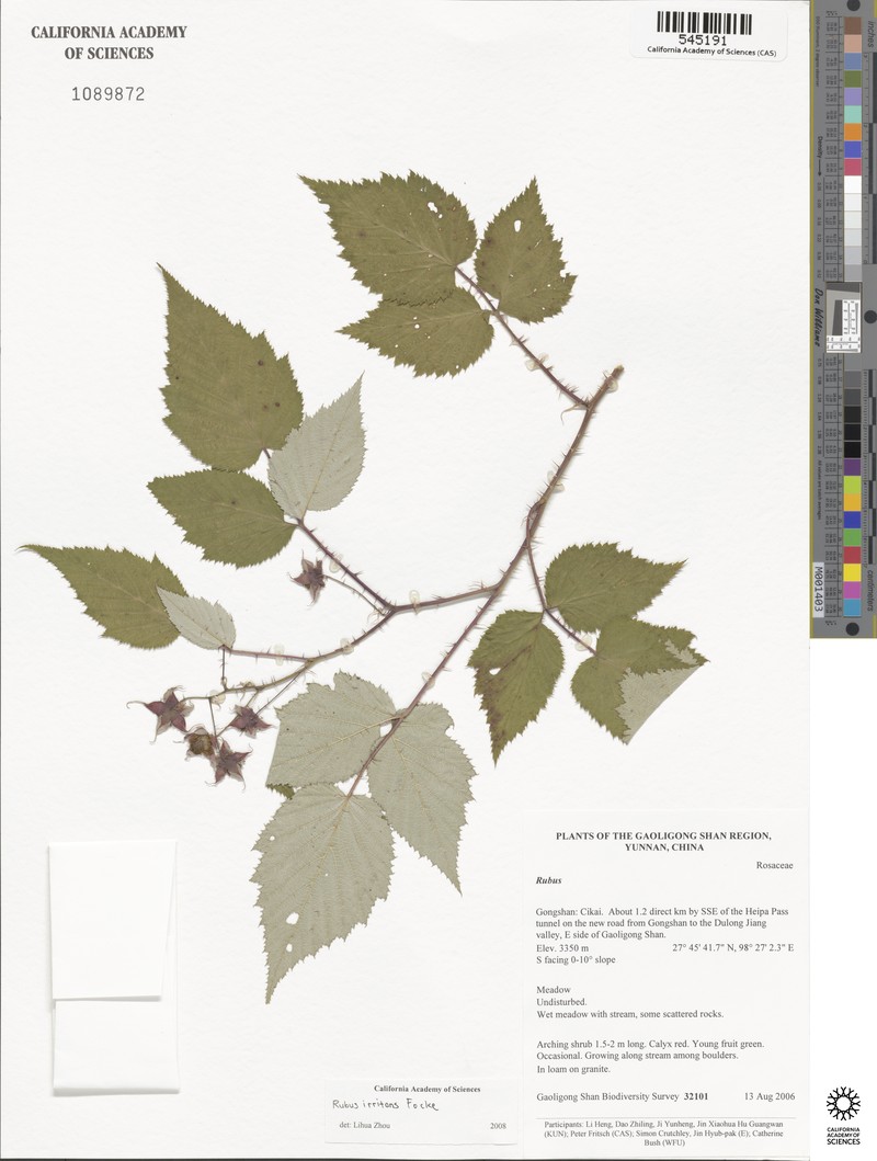 Rubus irritans photo 3