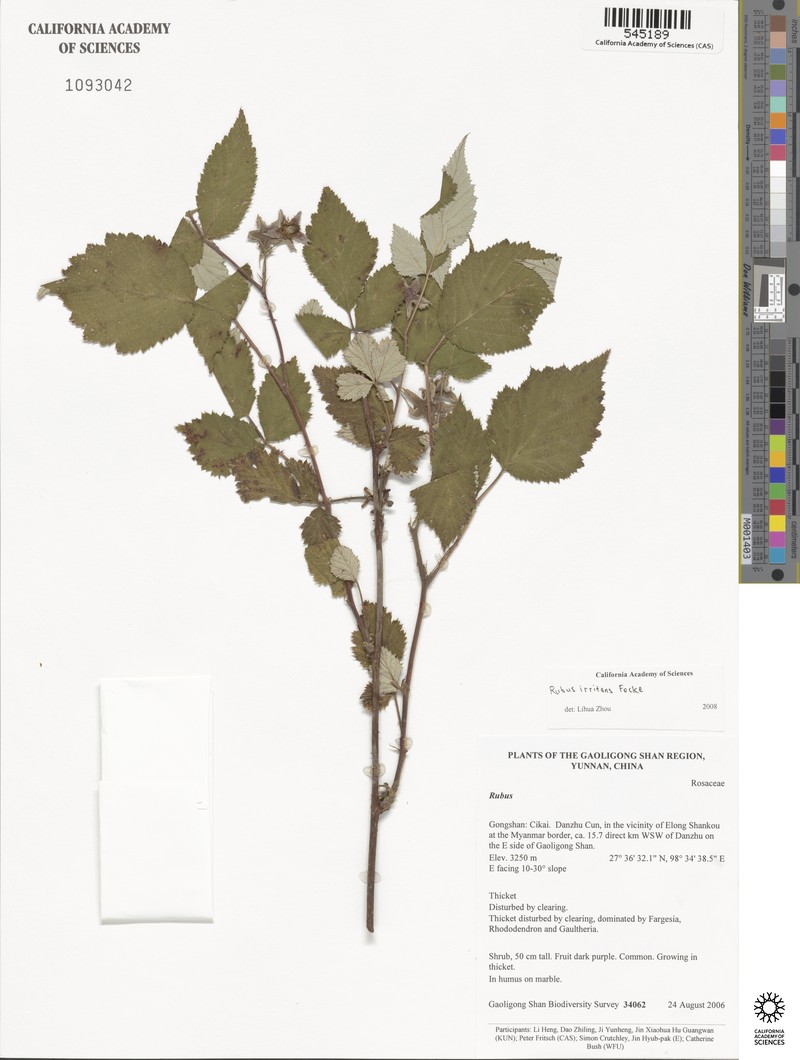 Rubus irritans photo 4
