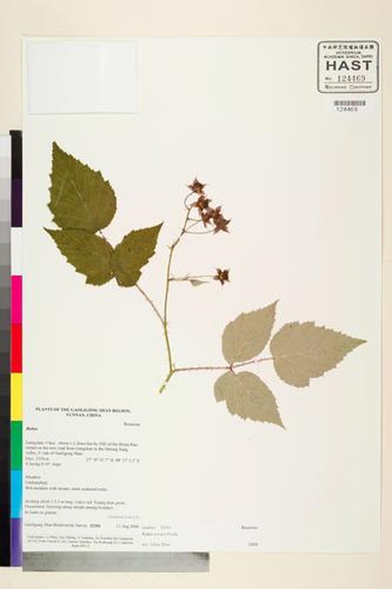 Rubus irritans photo 5