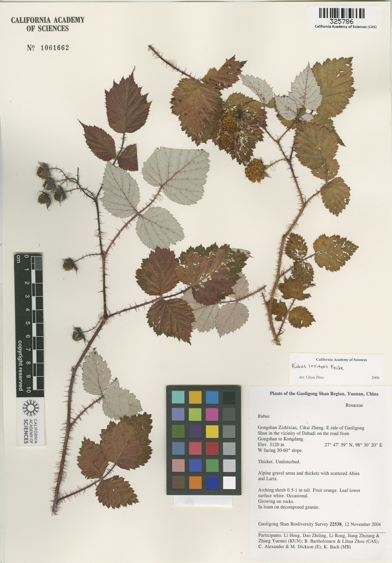 Rubus irritans photo 6